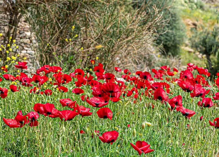 Androck Heaven Retreat * Μπατσί